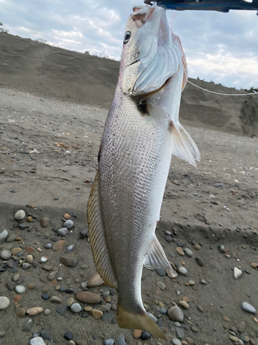 オオニベの釣果