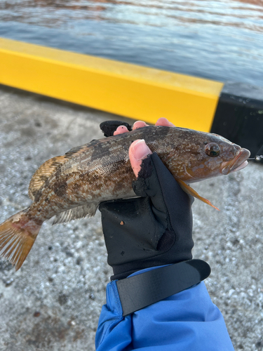 アイナメの釣果