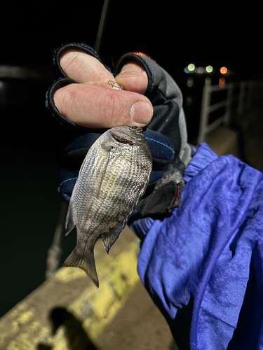 クロソイの釣果