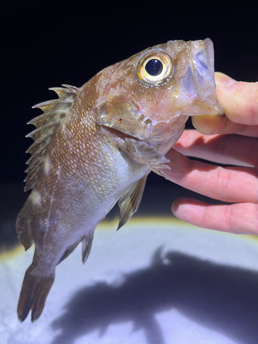 ガヤの釣果