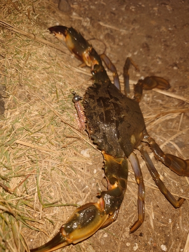 イシガニの釣果