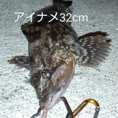 アイナメの釣果