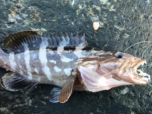 マハタの釣果