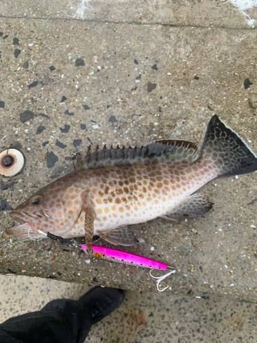 オオモンハタの釣果