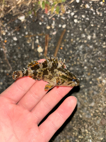 カサゴの釣果