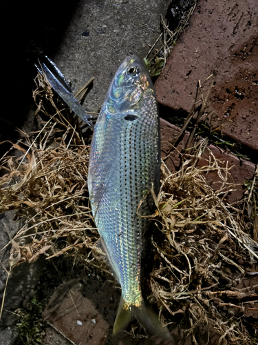 コノシロの釣果