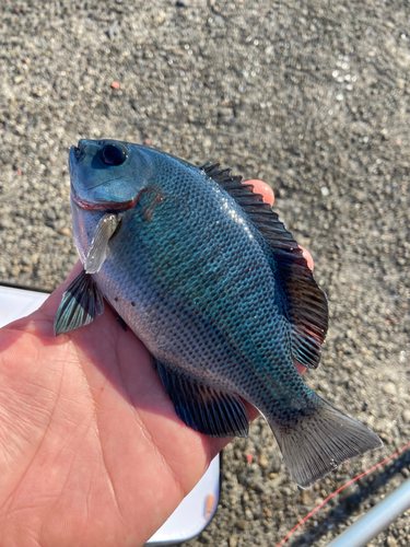 クチブトグレの釣果