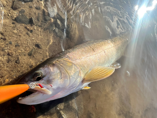 アメマスの釣果