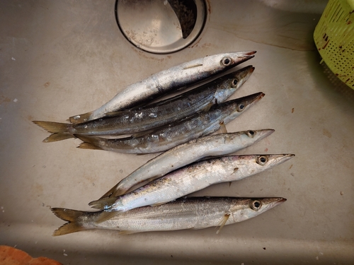 カマスの釣果