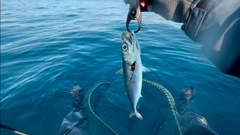 サバの釣果