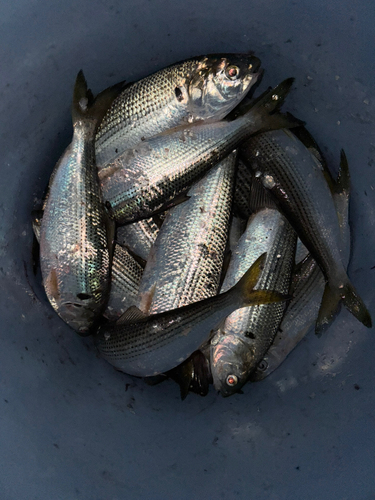 コノシロの釣果