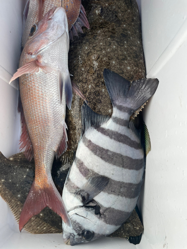 マダイの釣果