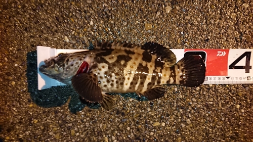 碧南海釣り公園