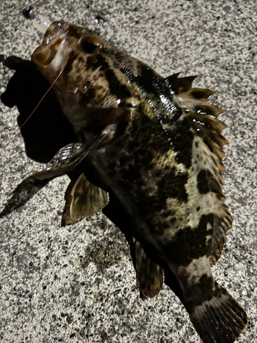 タケノコメバルの釣果