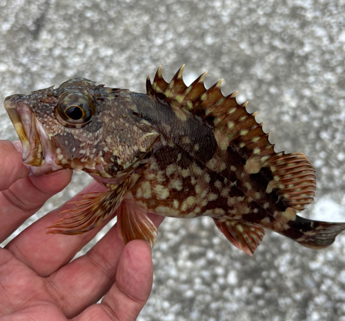 カサゴの釣果