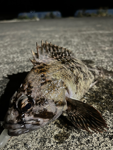 オウゴンムラソイの釣果