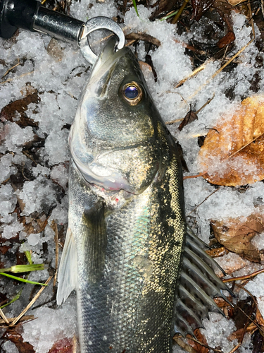 フッコ（マルスズキ）の釣果