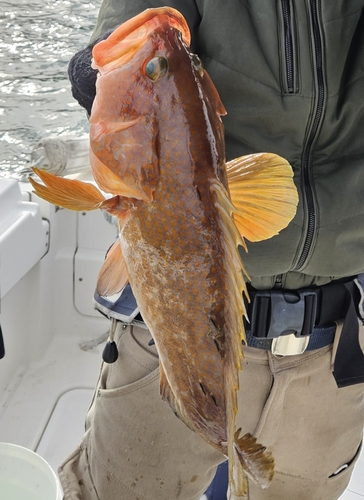 アコウの釣果