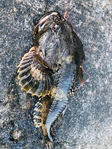 カジカの釣果