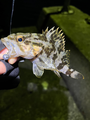 タケノコメバルの釣果