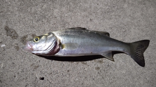 セイゴ（マルスズキ）の釣果