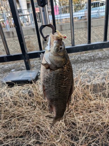 フナの釣果