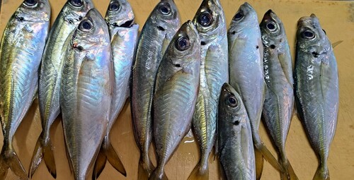 アジの釣果