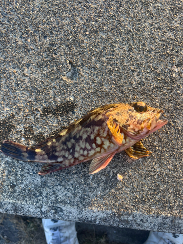 カサゴの釣果