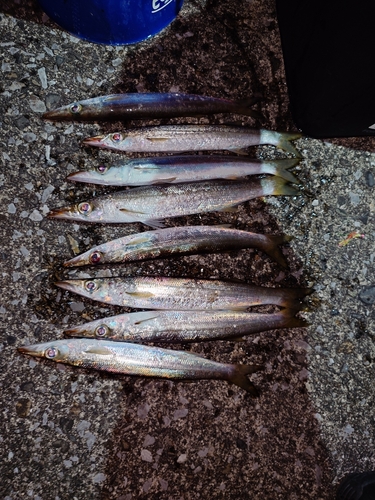 カマスの釣果