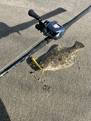 ヒラメの釣果