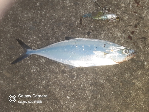 イケカツオの釣果