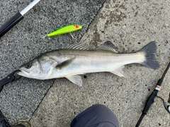 シーバスの釣果