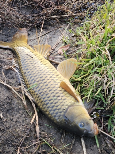 コイの釣果