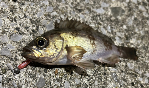 シロメバルの釣果