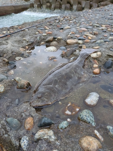 ヒラメの釣果