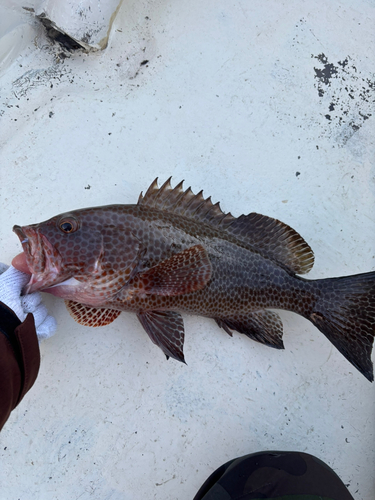 オオモンハタの釣果