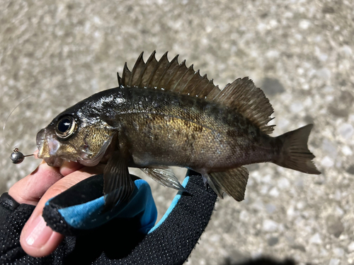 クロメバルの釣果