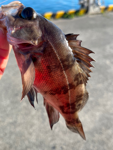 メバルの釣果