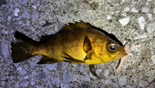 アカメバルの釣果