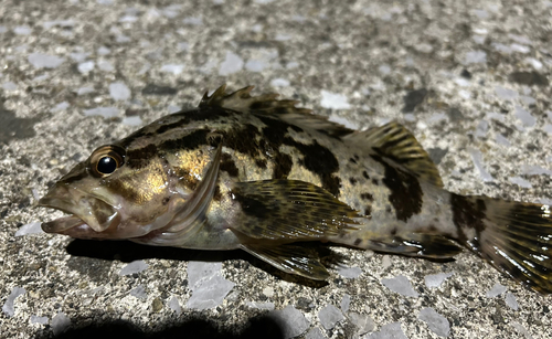 タケノコメバルの釣果