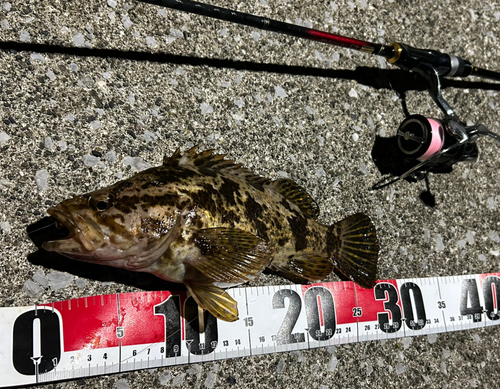 タケノコメバルの釣果