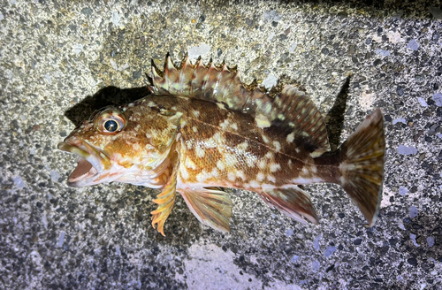 カサゴの釣果