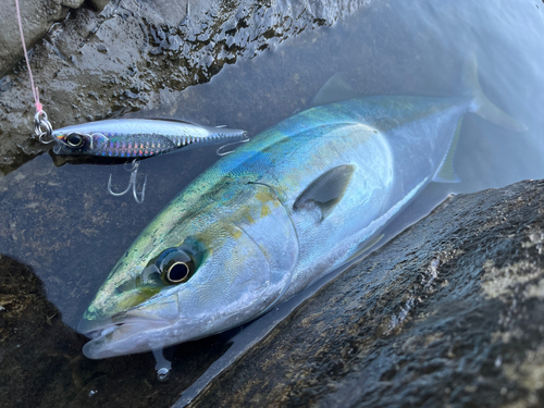 イナダの釣果