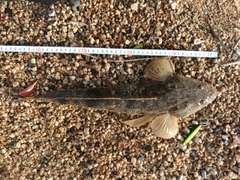 マゴチの釣果