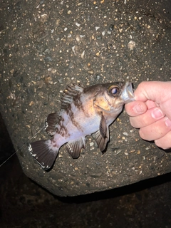 メバルの釣果