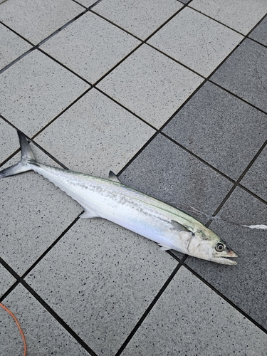 サゴシの釣果