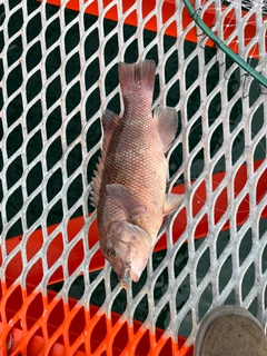 コブダイの釣果