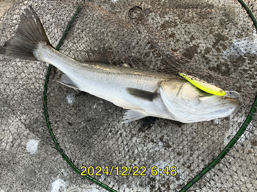 スズキの釣果