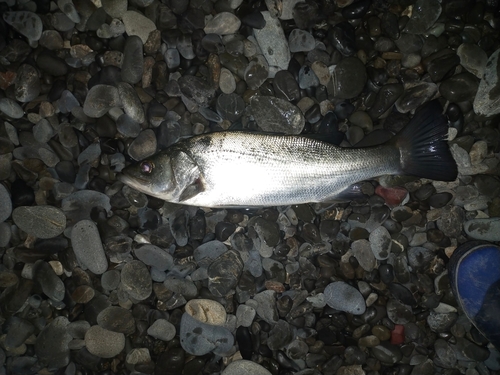 スズキの釣果