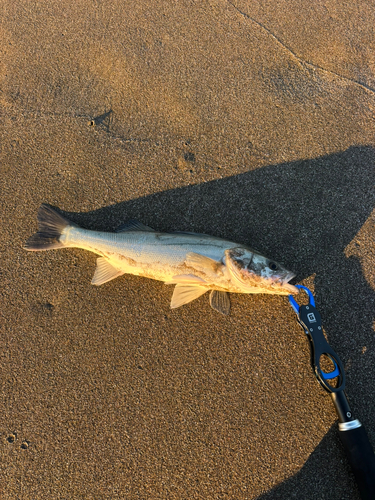 フッコ（マルスズキ）の釣果